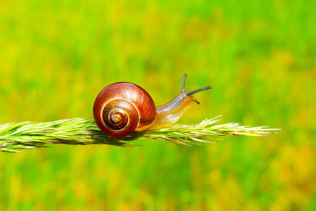 An image of a snail at the head of the blog which focused on slowing down as an aid to great focus